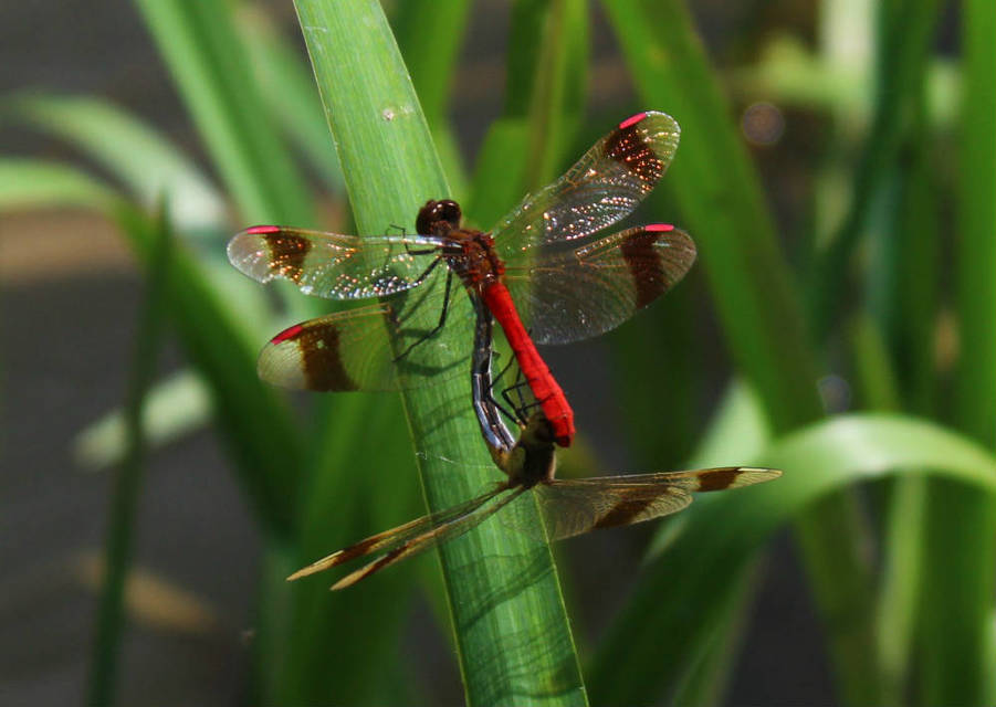Sympetrum pedemontanum - szalagos katona-szitakötő