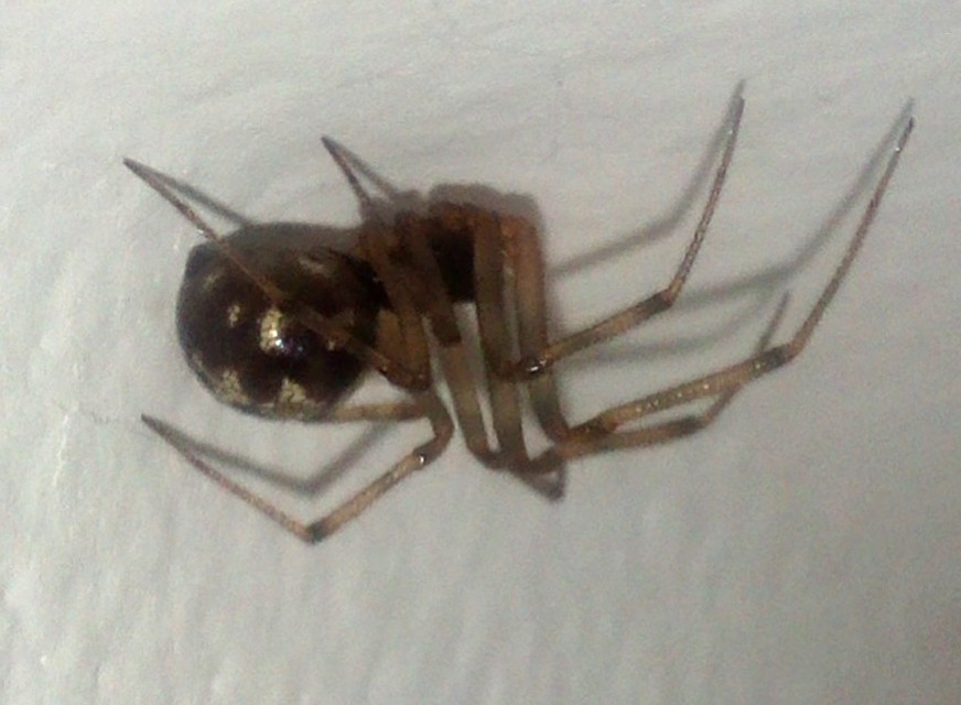 Steatoda triangulosa - háromszöges faggyúpók