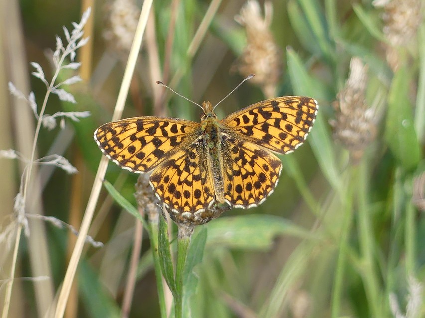 Boloria dia - kis gyöngyházlepke