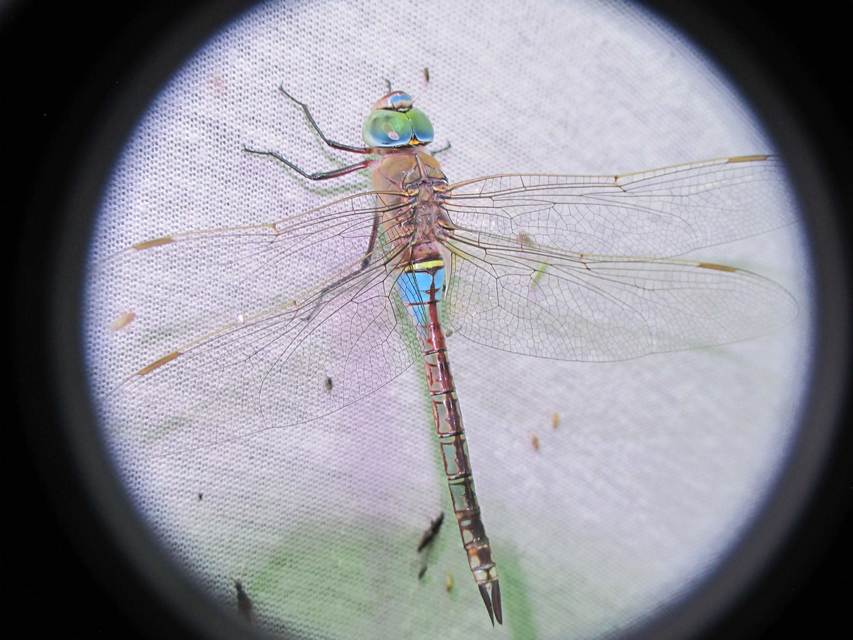 Anax parthenope - barna óriásacsa