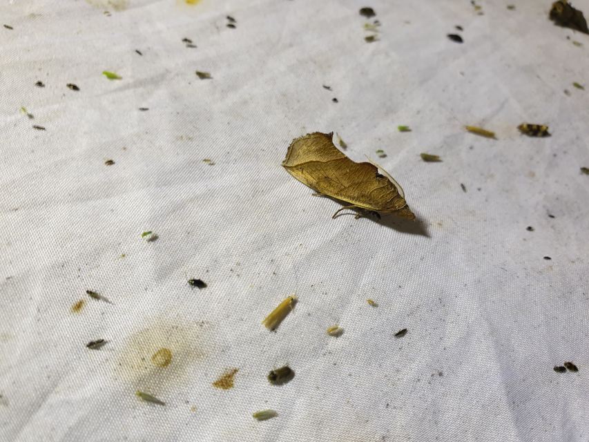 Calyptra thalictri - öblösszárnyú bagoly