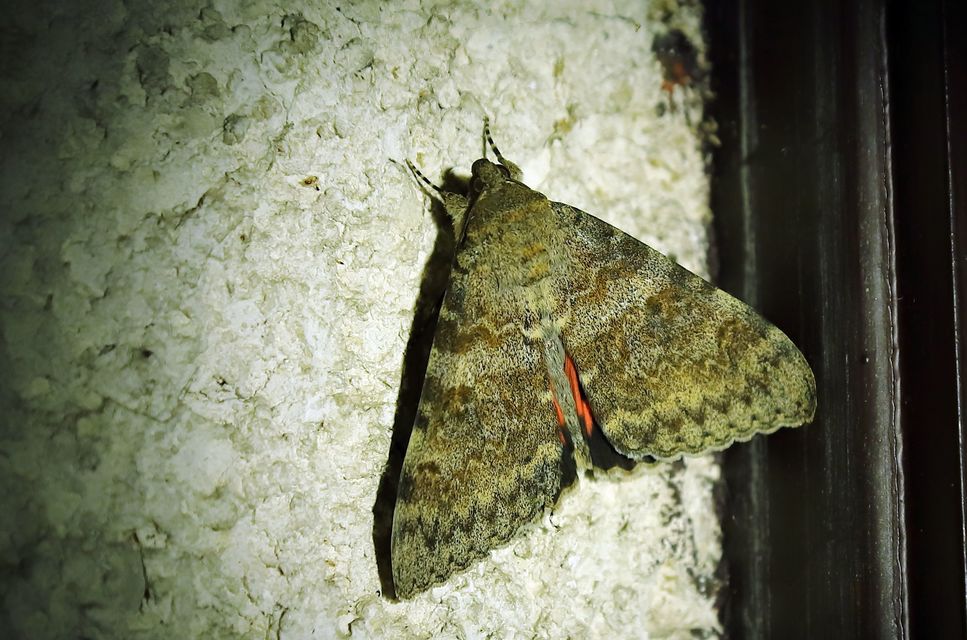 Catocala elocata - közönséges övesbagoly