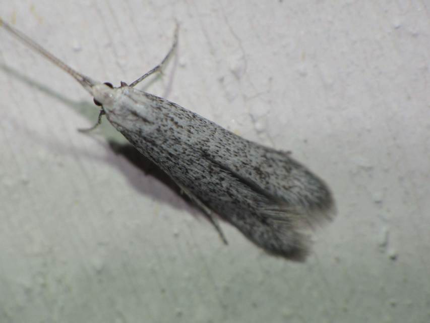 Coleophora hemerobiella - gyümölcsfalevél-zsákosmoly