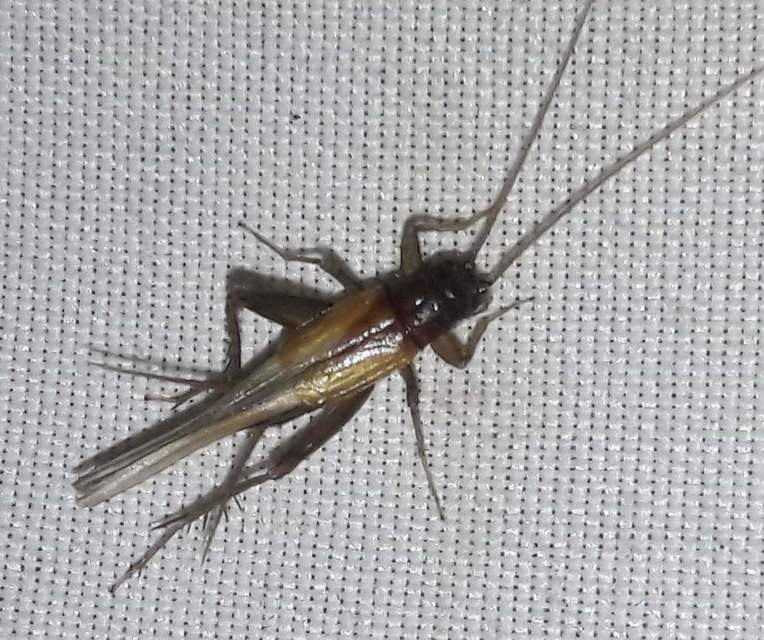 Stenonemobius bicolor ponticus - pontuszi karcsútücsök