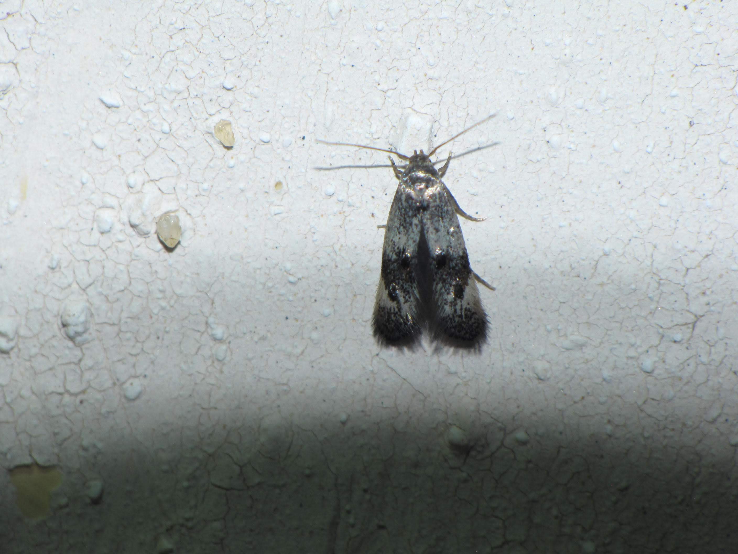 Elachista serricornis - északi erdeisásmoly