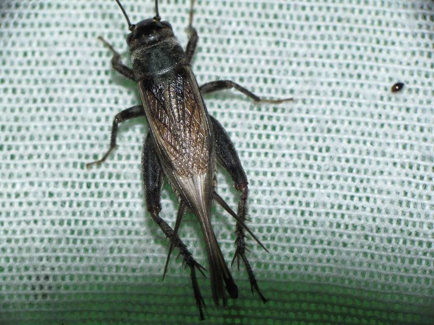 Eumodicogryllus bordigalensis - bordói tücsök