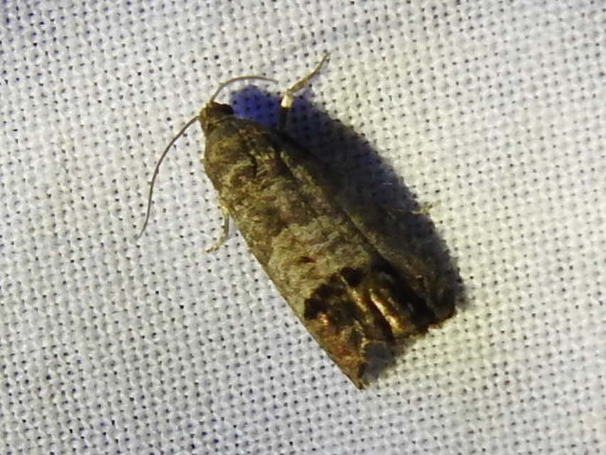 Cydia pomonella - almamoly