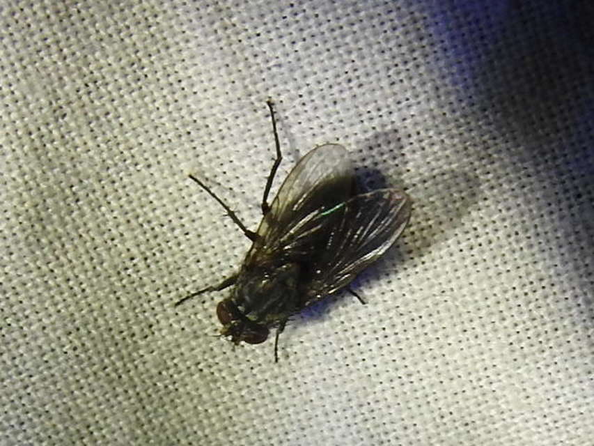 Muscidae - igazi legyek
