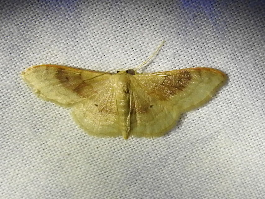 Idaea degeneraria - barnasávos araszoló