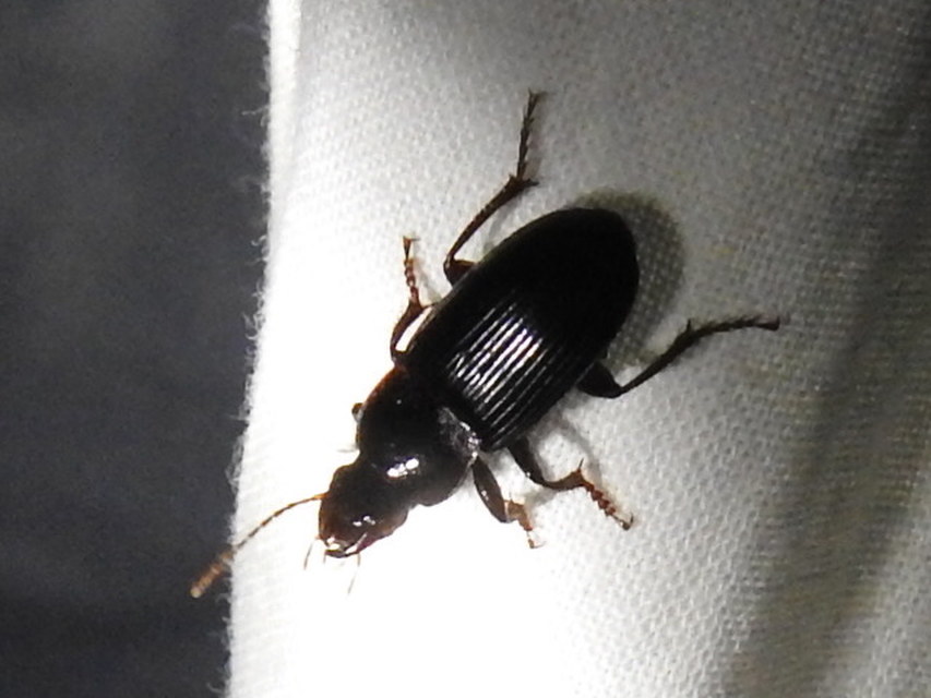 Harpalus calceatus - csupasz selymesfutó
