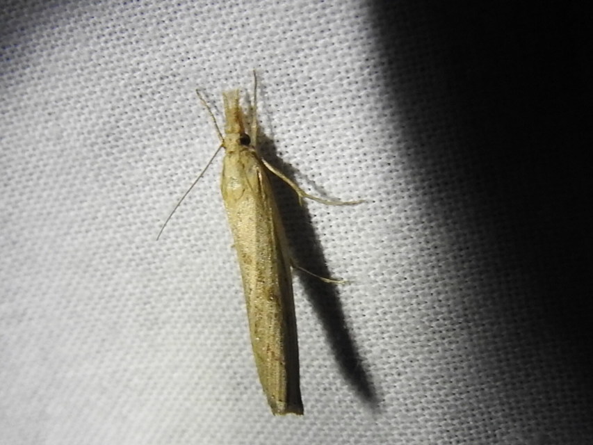 Agriphila