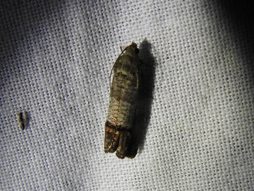 Cydia pomonella - almamoly