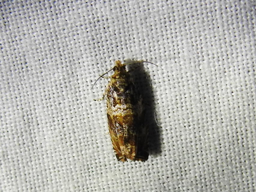 Celypha