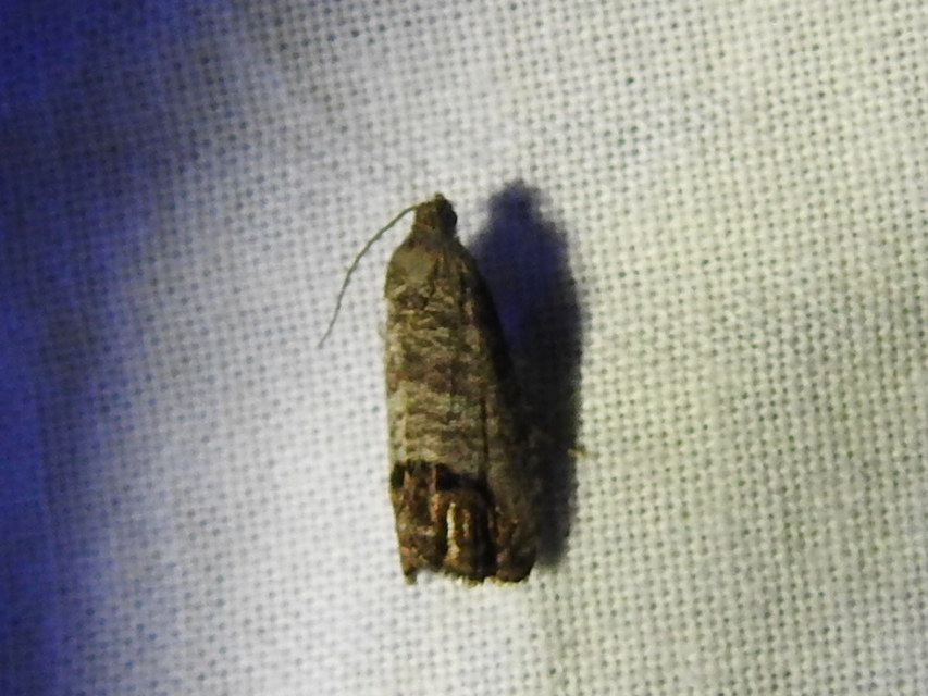 Cydia pomonella - almamoly