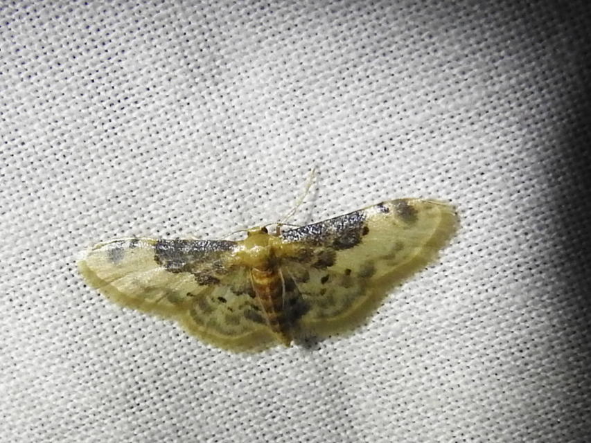 Idaea filicata - sötéttövű apróaraszoló