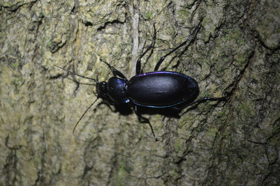 Carabus germarii exasperatus - dunántúli kékfutrinka