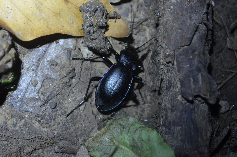 Carabus germarii exasperatus - dunántúli kékfutrinka