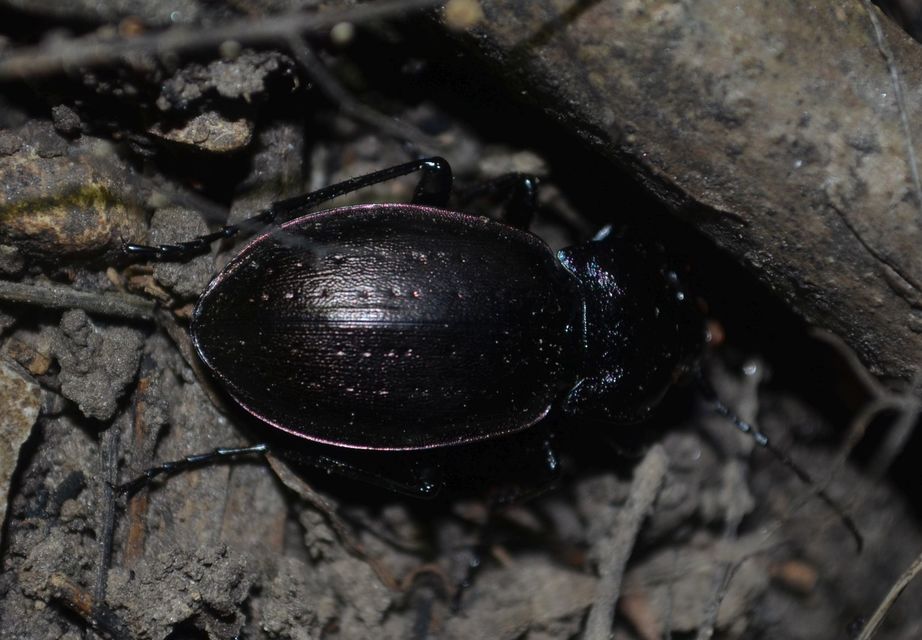 Carabus nemoralis - ligeti futrinka