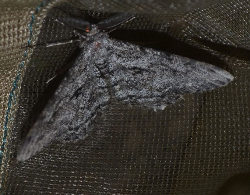 Hypomecis roboraria - nagy tölgyfaaraszoló