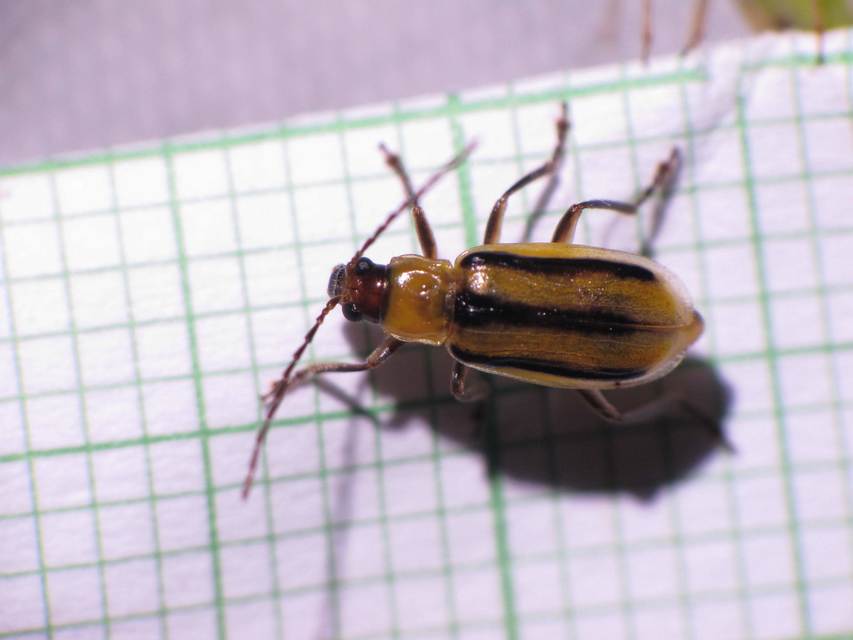 Diabrotica virgifera - amerikai kukoricabogár