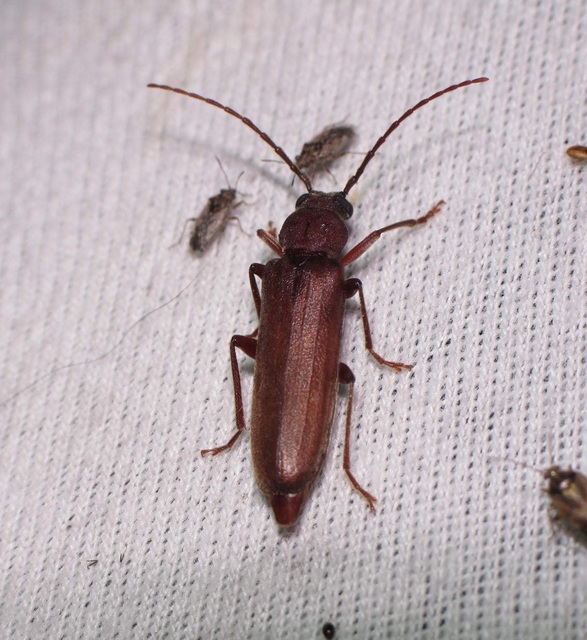 Arhopalus rusticus - gödrösnyakú cincér