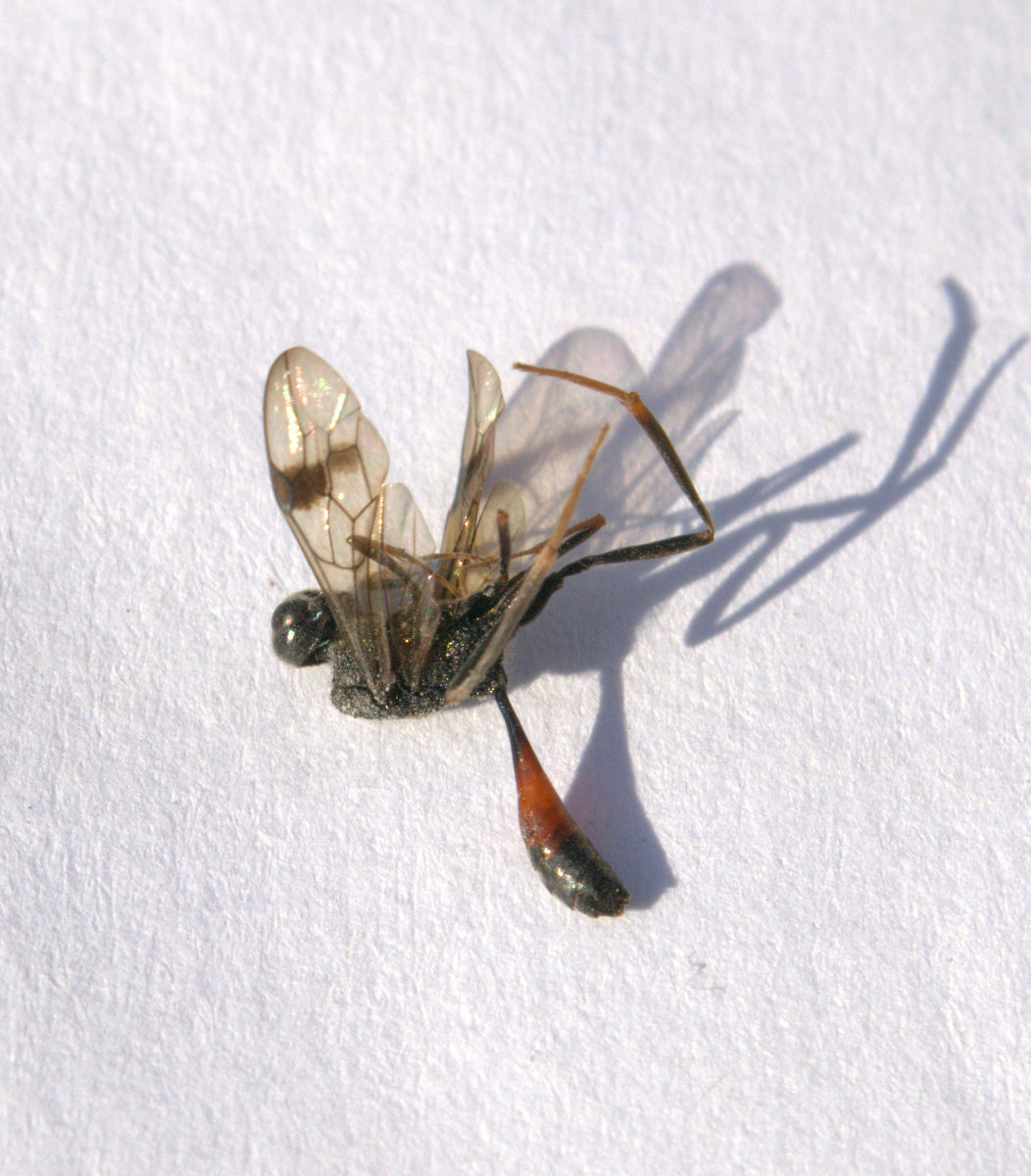 Pristaulacus