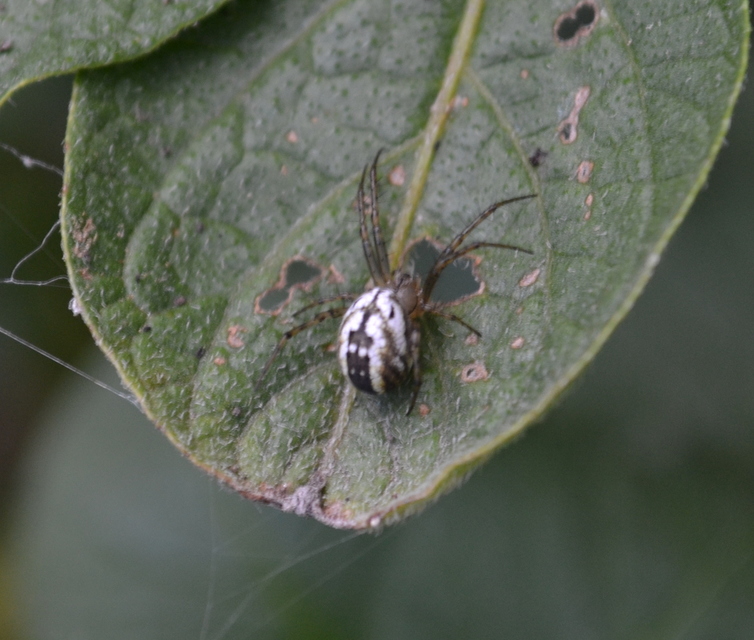 Mangora acalypha - réti keresztespók