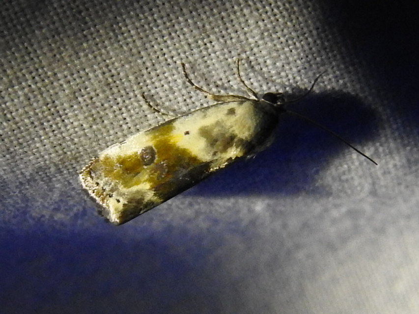 Ponometia candefacta - parlagfűbagoly