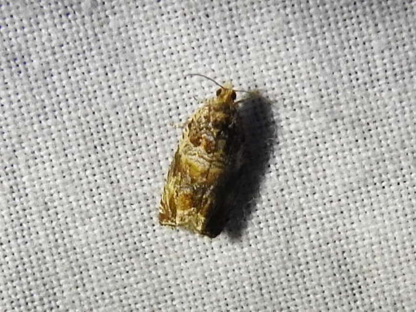 Celypha