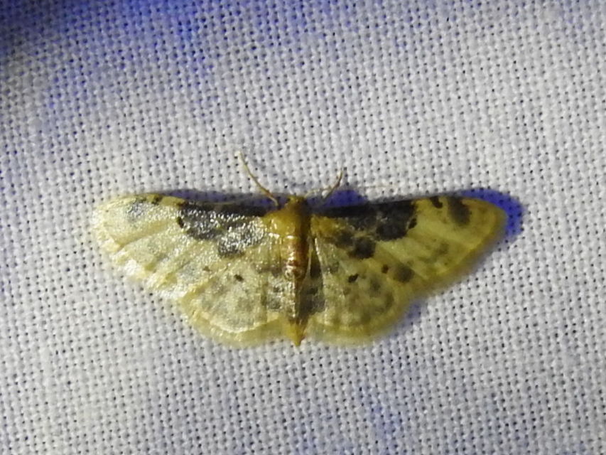 Idaea filicata - sötéttövű apróaraszoló