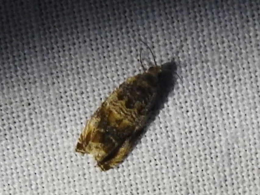 Celypha