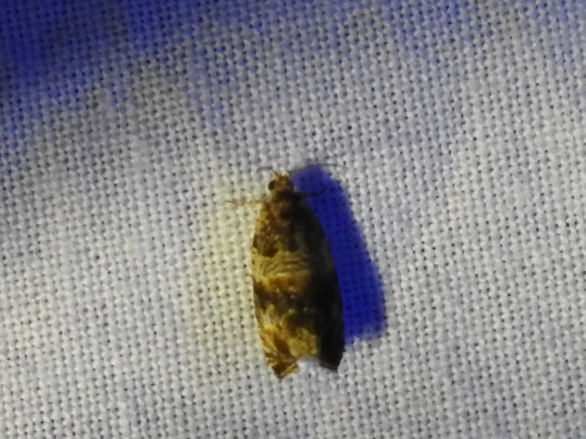 Celypha