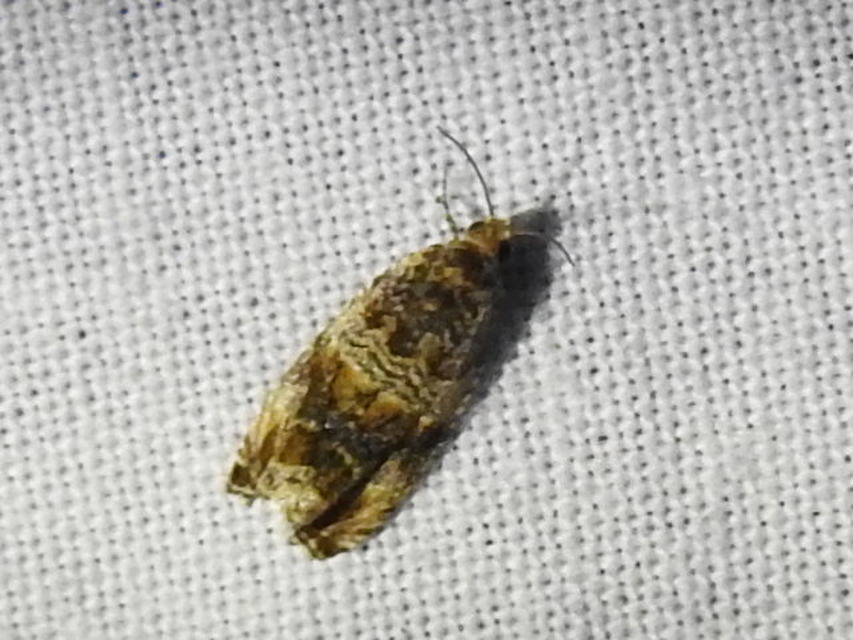 Celypha