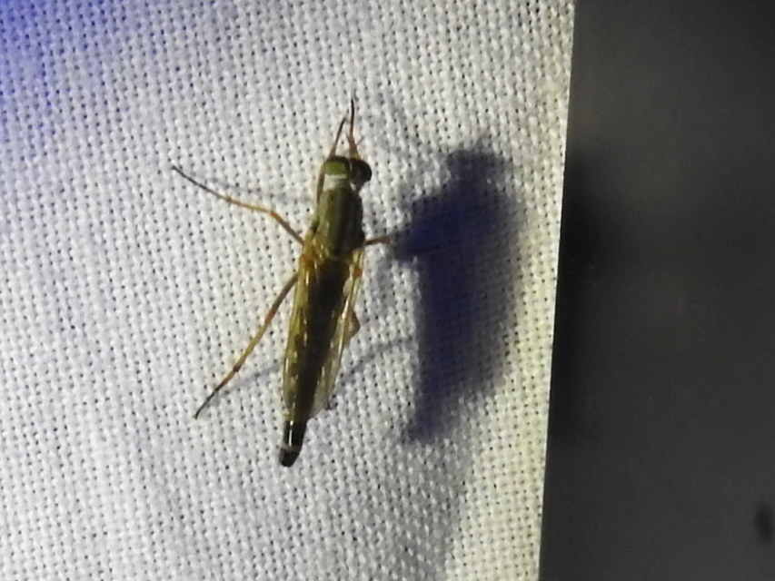 Cliorismia ardea