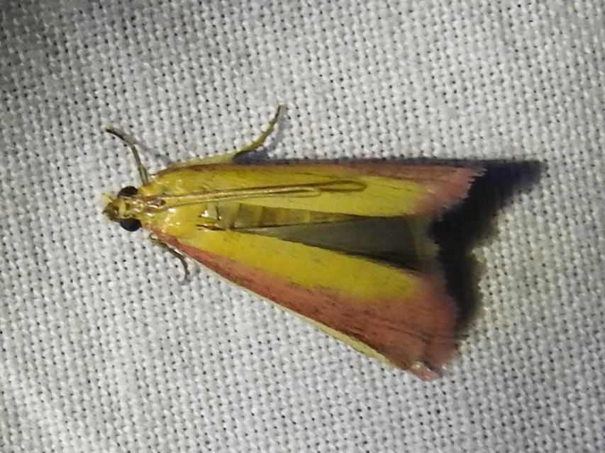 Oncocera semirubella - lucernamoly