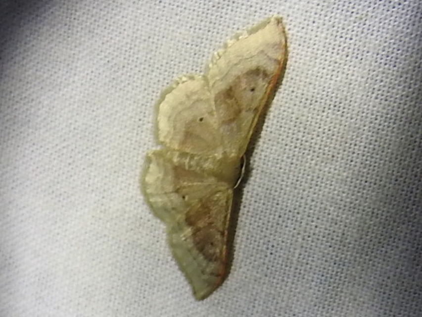Idaea degeneraria - barnasávos araszoló