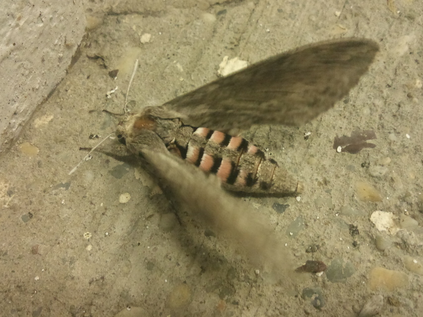 Agrius convolvuli - szulákszender