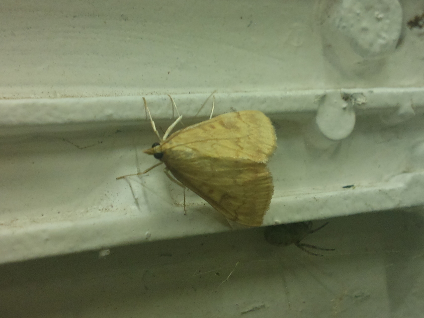 Ostrinia nubilalis - kukoricamoly