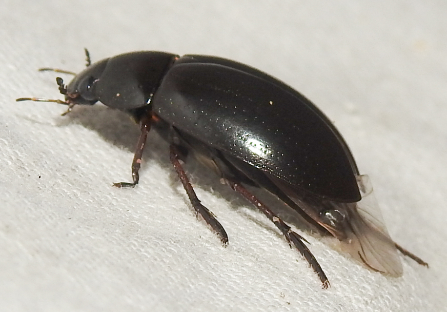 Hydrochara caraboides - kis csibor