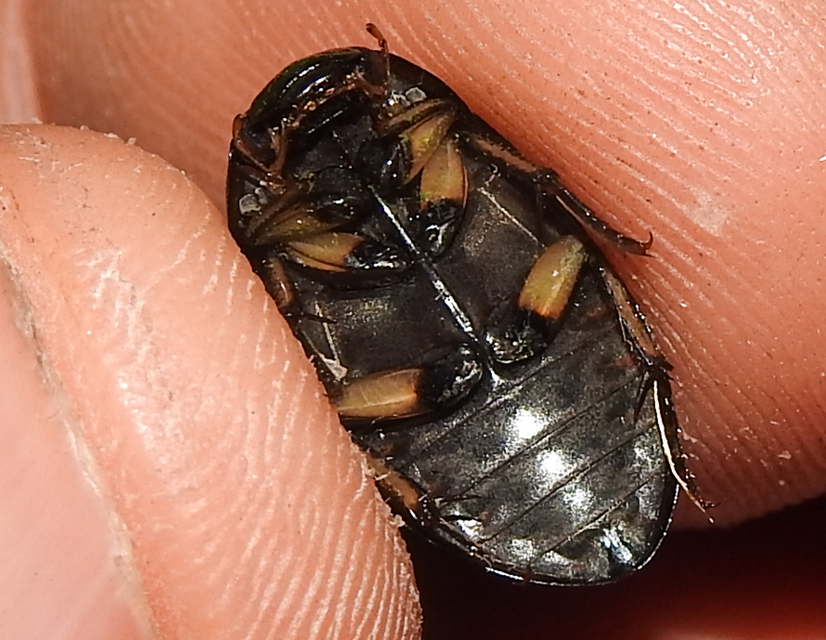Hydrochara flavipes - sárgalábú csibor