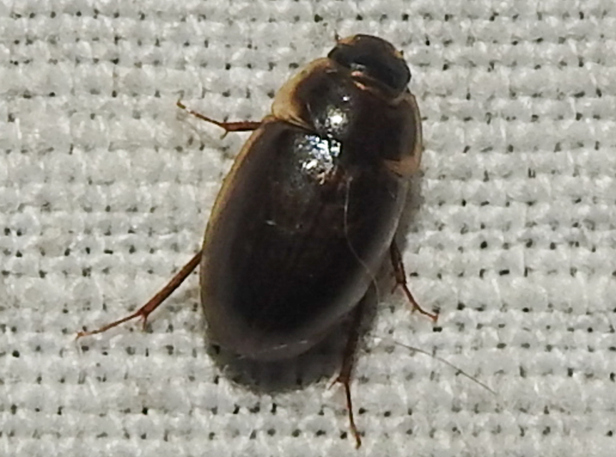 Enochrus