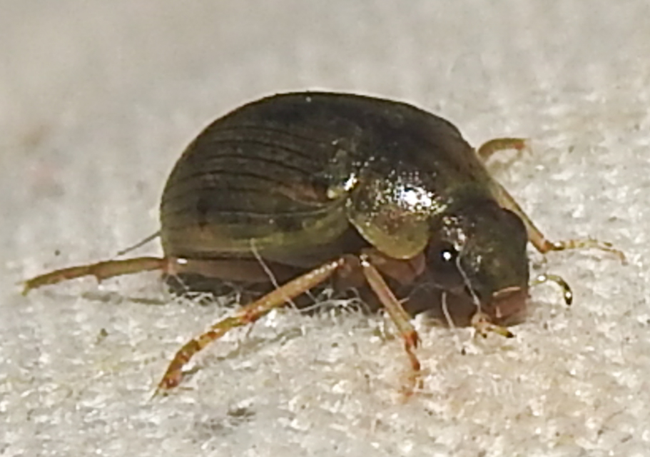 Berosus spinosus - széki szemescsibor Berosus spinosus - széki szemescsibor