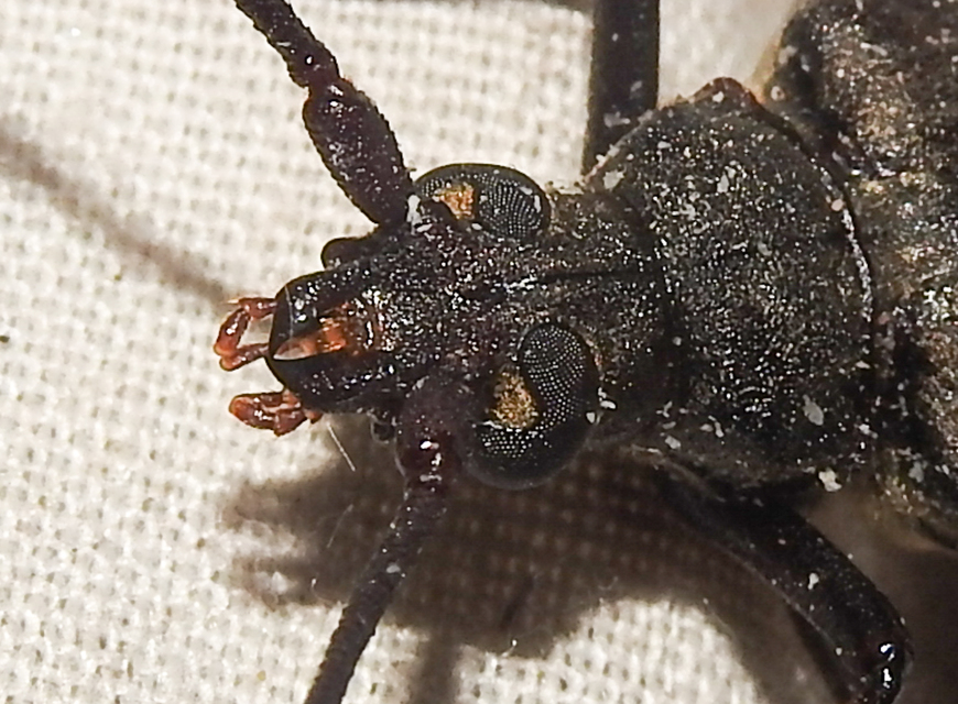 Aegosoma scabricorne - diófacincér