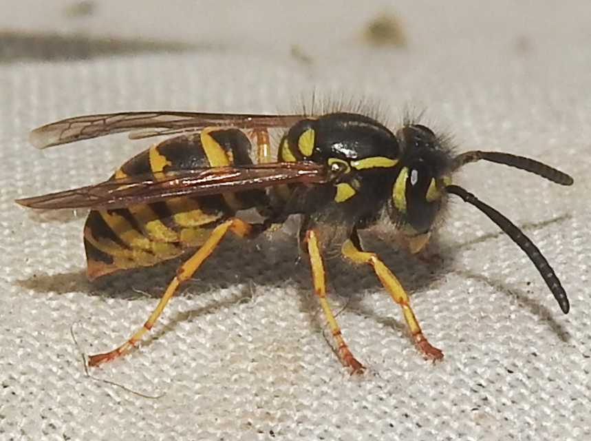Vespula vulgaris - kecskedarázs