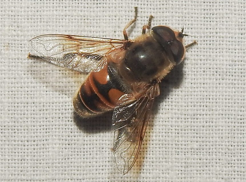 Eristalis tenax - közönséges herelégy