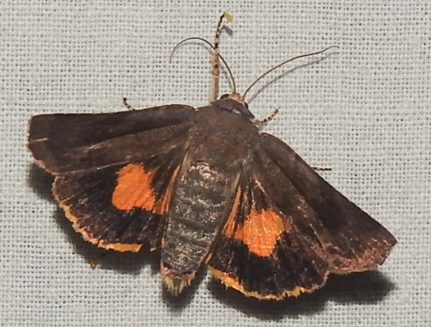 Noctua janthina - tarka sárgafűbagoly