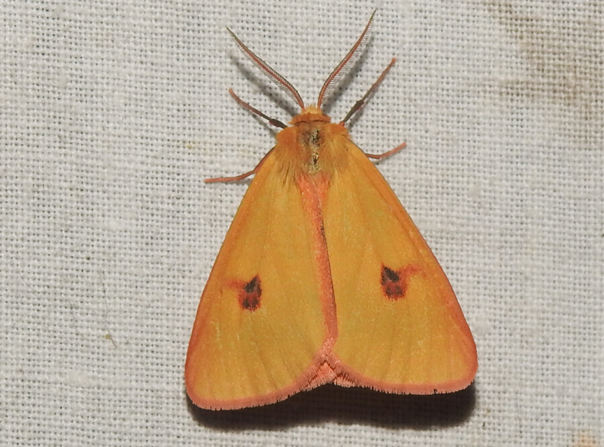 Diacrisia sannio - vörösszélű medvelepke