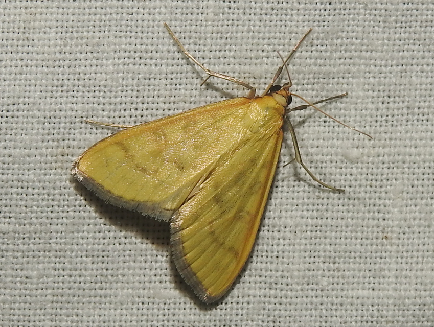 Mecyna