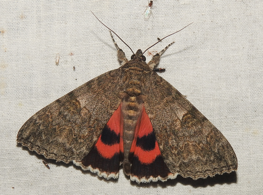 Catocala nupta - piros övesbagoly