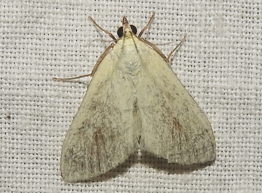 Sitochroa palealis - kénszárnyú dudvamoly